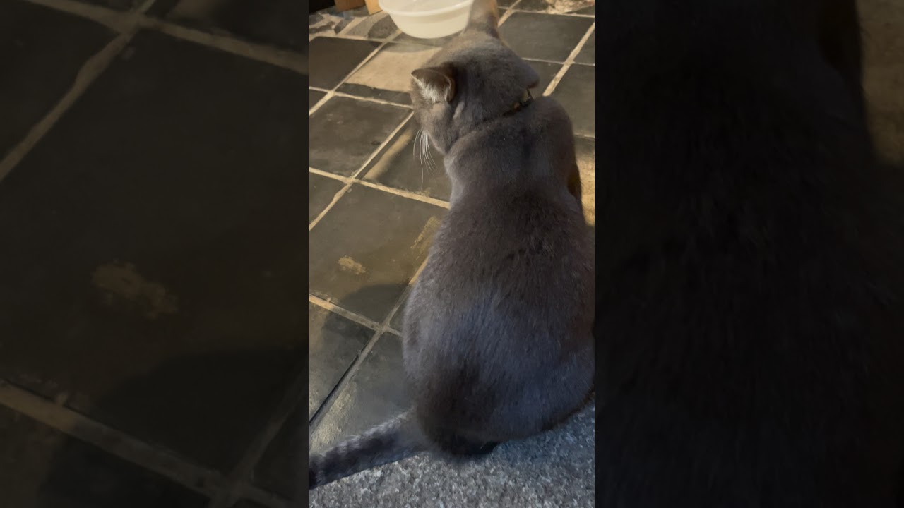 #風の猫　誰かとかくれんぼしているような猫…　#Shorts