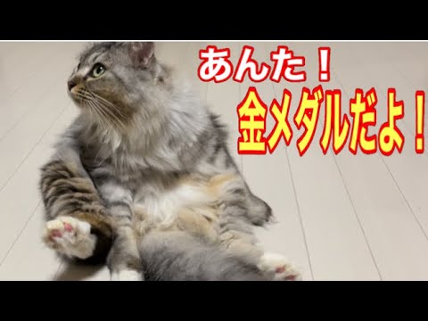 こんな完璧な毛繕い見た事ない！シャム子の演技にみんな感動！シンクロナイズド毛繕い　左手のない野良猫のキセキ　#保護猫 #cat #kitten #ねこ