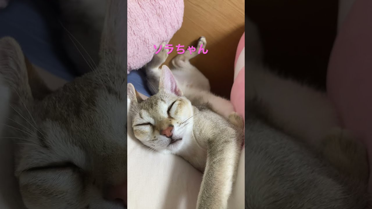 【ポケットからきゅんです】へそ天で寝るソラちゃん #シンガプーラ #子猫 #short