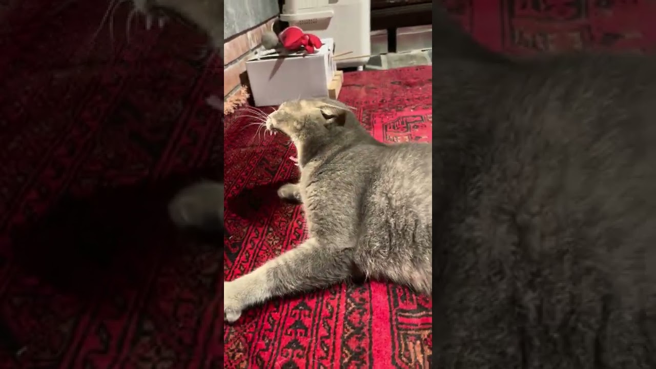 #風の猫　夜..　まだ寝ないょーと..　様子を見て土間の絨毯で寝転び..　こっち来て－！..　と、アピールする猫…　#shorts