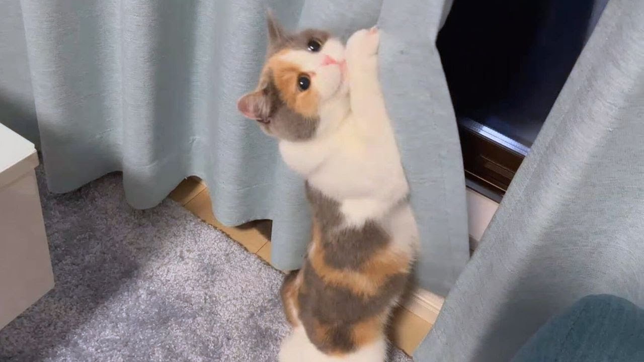 これが普段家で暴れまわっている猫の遊びです