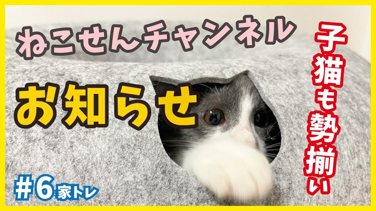 【保護 仔猫】保護した子猫の成長報告、ねこせんチャンネルには癒やしがいっぱい。【レスキューした猫がずっとのお家に旅立つまで・家トレ6】/ kitten training
