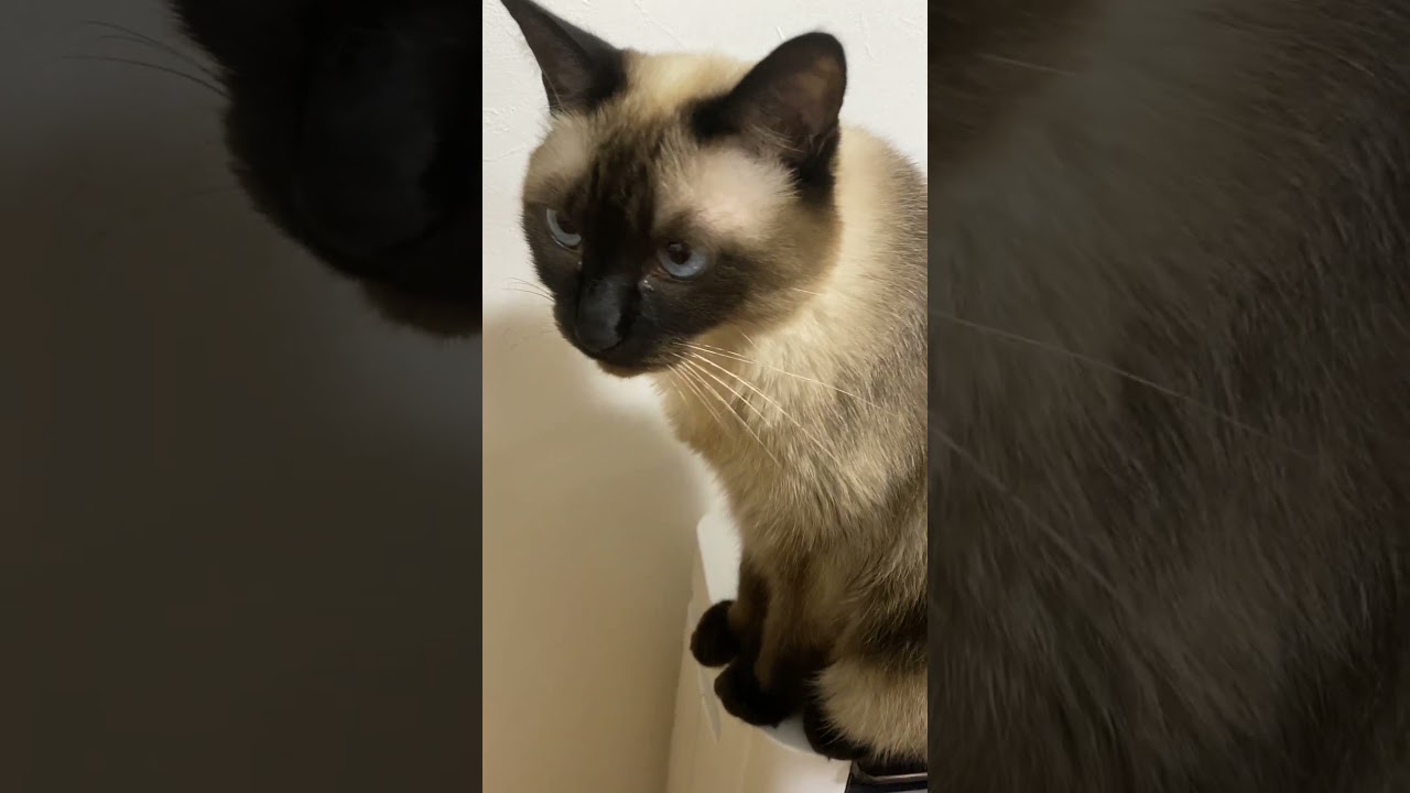 【2023.08.21】今日のシャム猫のふくさん（音無し）【たぬき猫】 #shorts
