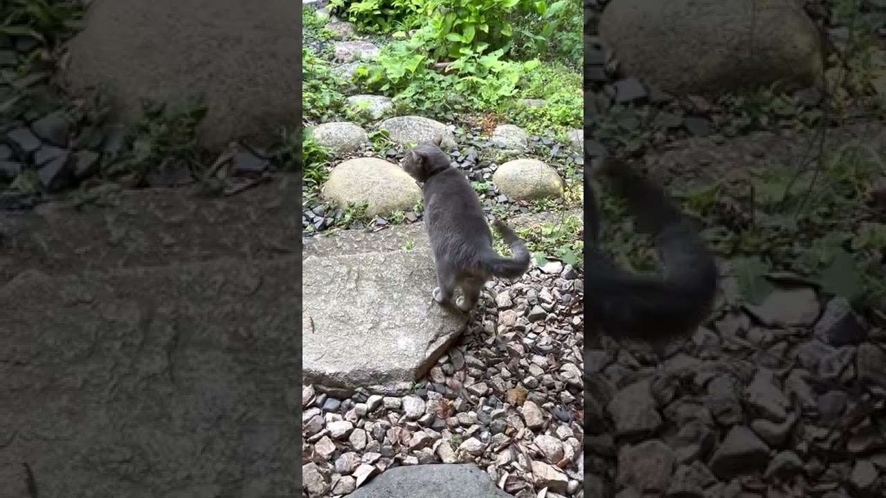 #風の猫　朝ごはんを食べ終えて..　すぐに踏み台に乗って、首輪をつけて散歩に出かける猫…　#shorts