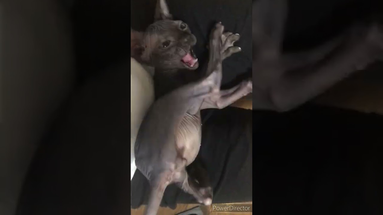 スフィンクスの子猫アルくん　バタバタする