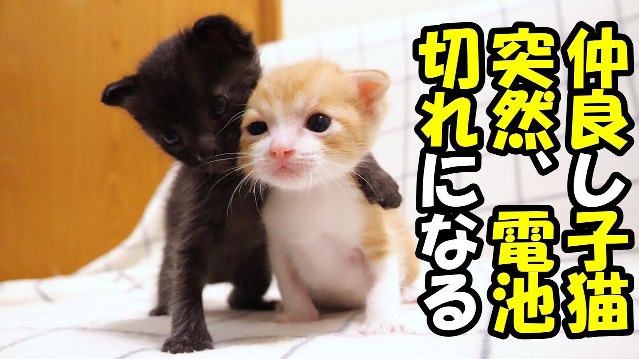 突然、仲良し子猫の電池が切れそうになる【赤ちゃん猫　保護猫】