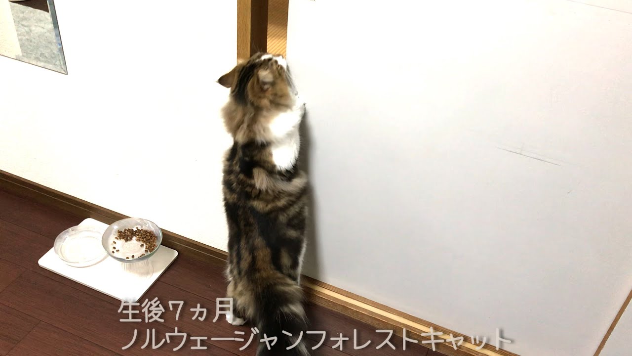 【猫と隙間】私の後をついてくる姿がたまらない【ノルウェージャンフォレストキャット】