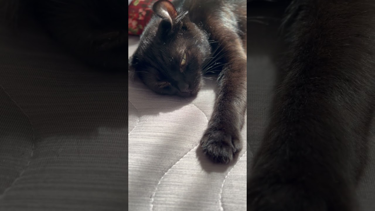 猫様とお昼寝🐈‍⬛エマ様と一緒に寝落ちした気持ちになれる❤️‍🔥#shorts #cat #アメリカンカール #猫 #ねこ #cute #americancurl