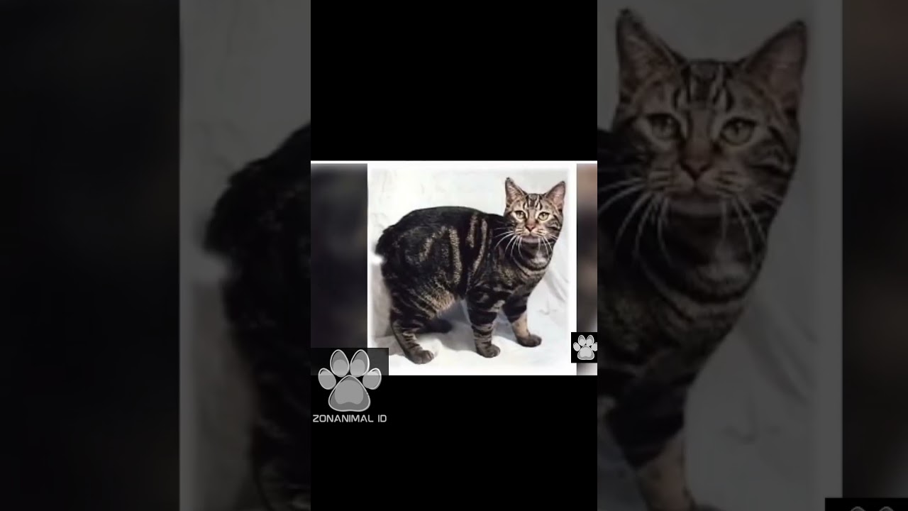 Manx: Kucing Setengah Kelinci dengan Sifat Setia