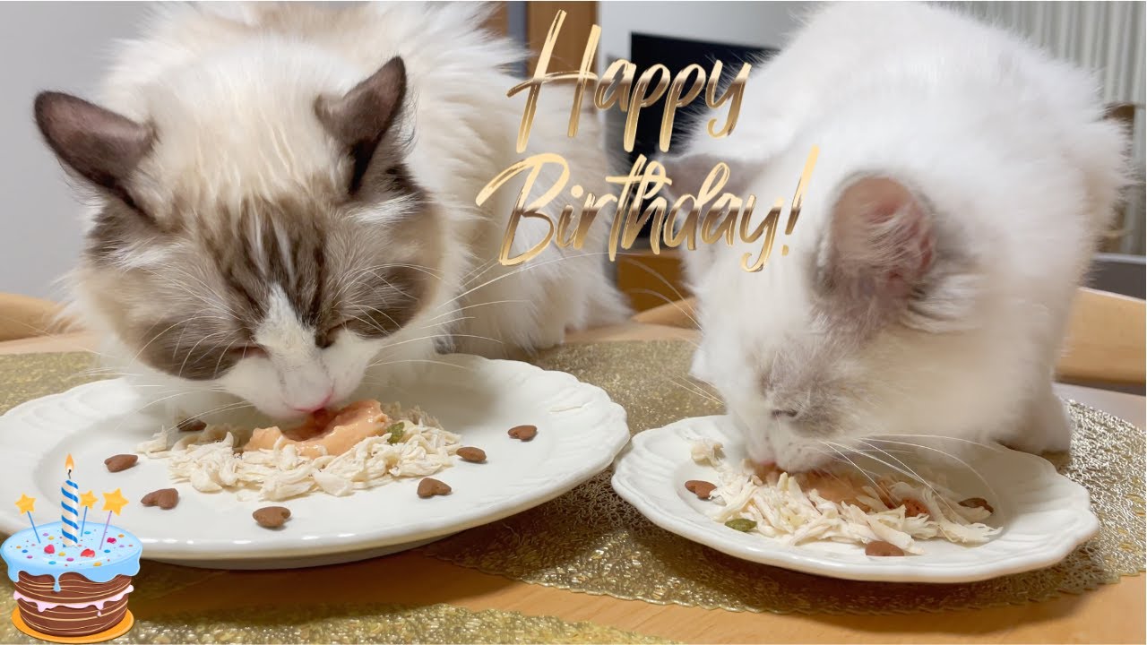 １歳のお誕生日を迎えて一段とお姉さんらしくなったさくらさん㊗️🎉