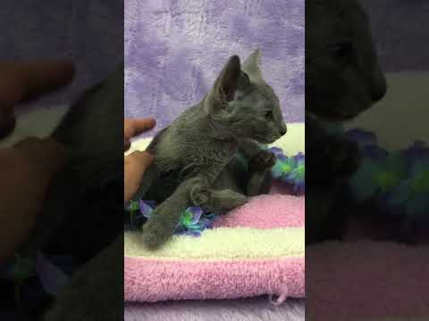 とても、人懐こい可愛いロシアンブルーの男の子です。