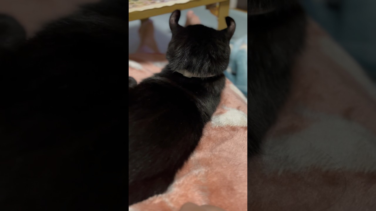 くつろぐ猫様の後ろ姿が可愛い🐈‍⬛エマ様のもちもち頭が好き❤️‍🔥#cat #shorts #cat #アメリカンカール #猫 #cute