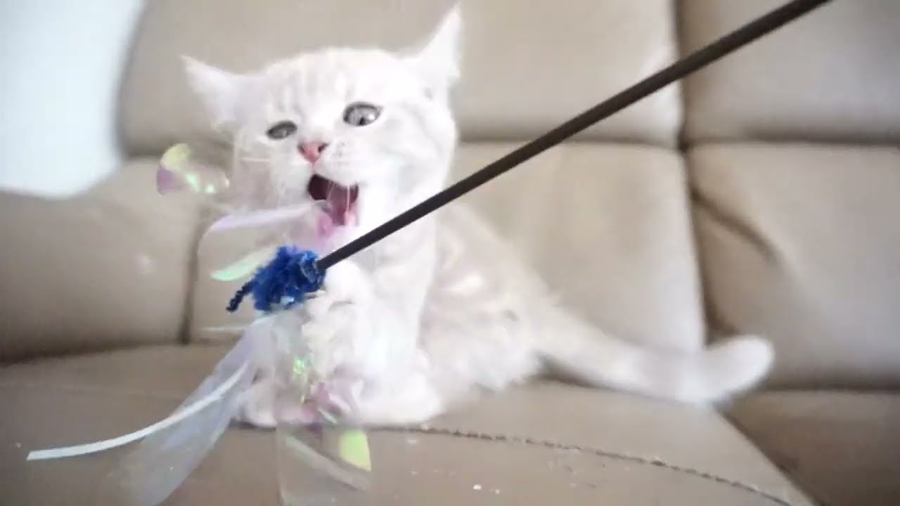 セルカークレックス子猫　2023.6.14産まれ 　クリーム　　女の子　シーダキャット猫のお店