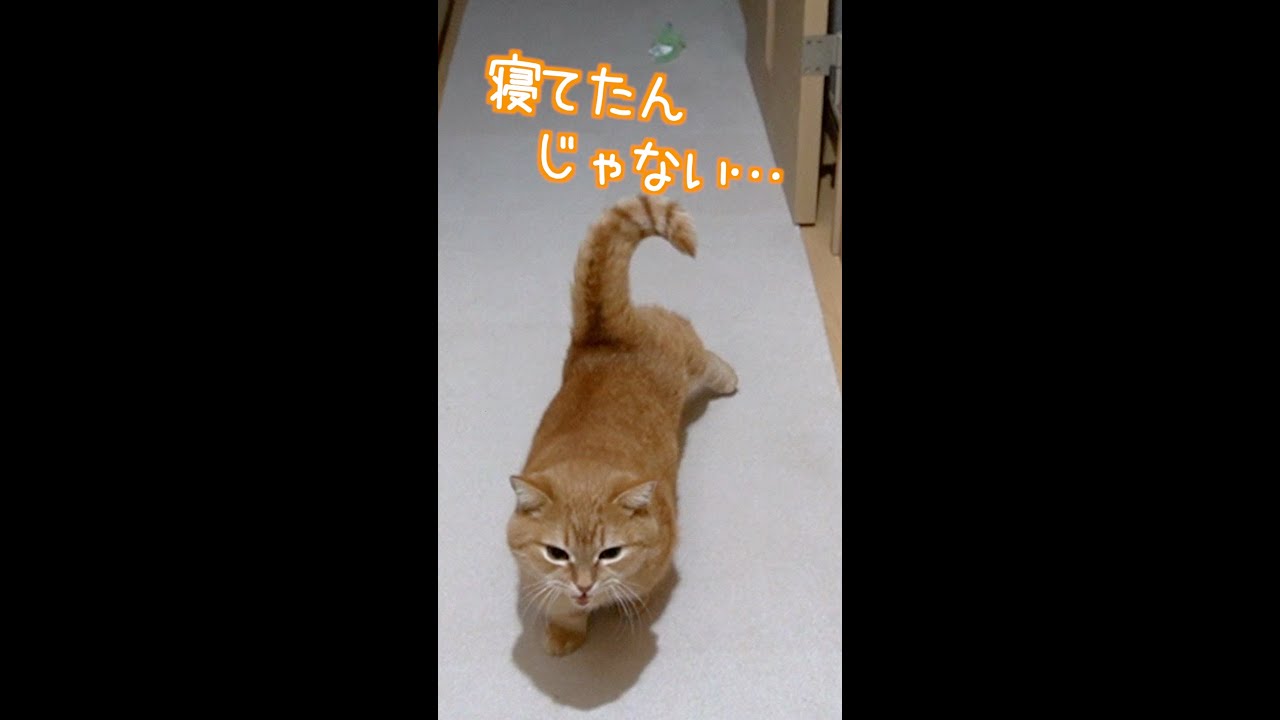 寝てたんじゃない…待ってたん！【おかえりプリン】#shorts