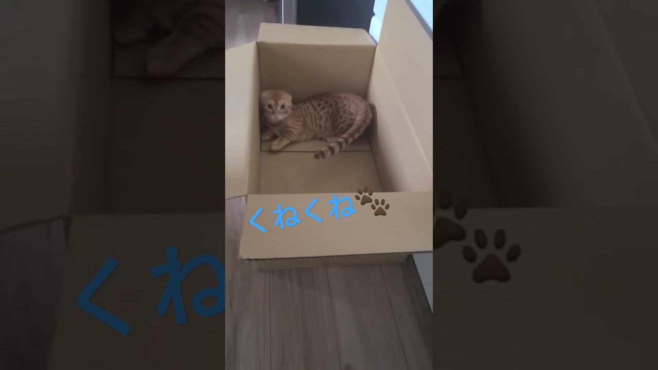 荷物が届いたダンボールを放置してたらこうなりました【コモドンの観察日記】 #猫 #キンカロー #cat