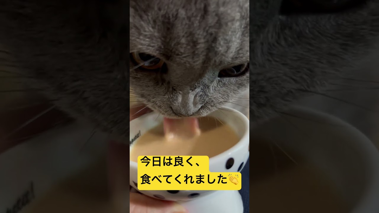 今日はたくさん食べてくれた      #cat #ねこ #シャルトリュー #猫 #chartreux #kawaii #にゃんこ #ネコ #japan #猫の病気