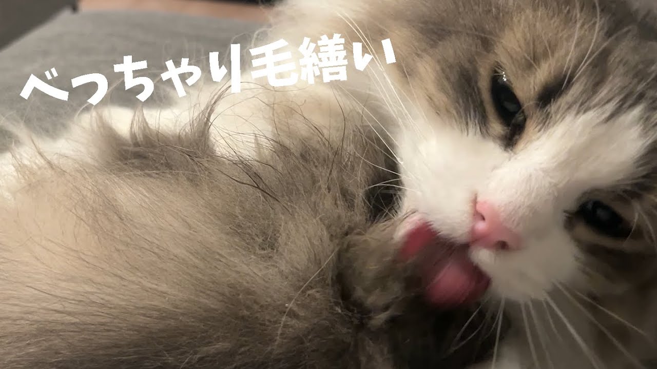 猫がべっちゃり毛繕い、蘇るあの恐怖・・・ノルウェージャンフォレストキャット