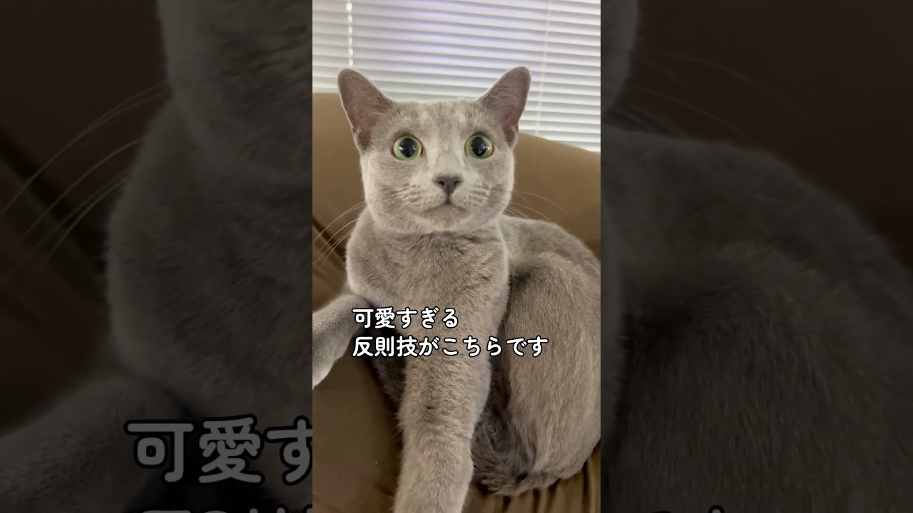 可愛いおてて🐾#Shorts #ロシアンブルー　#ねこ　#ねこ動画　#cat #猫　#russianblue