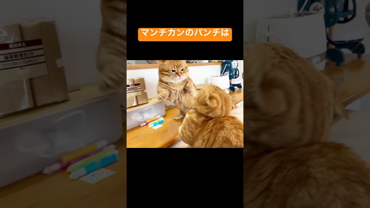 マンチカンのパンチは当たらない！ #猫 #マンチカン #shorts