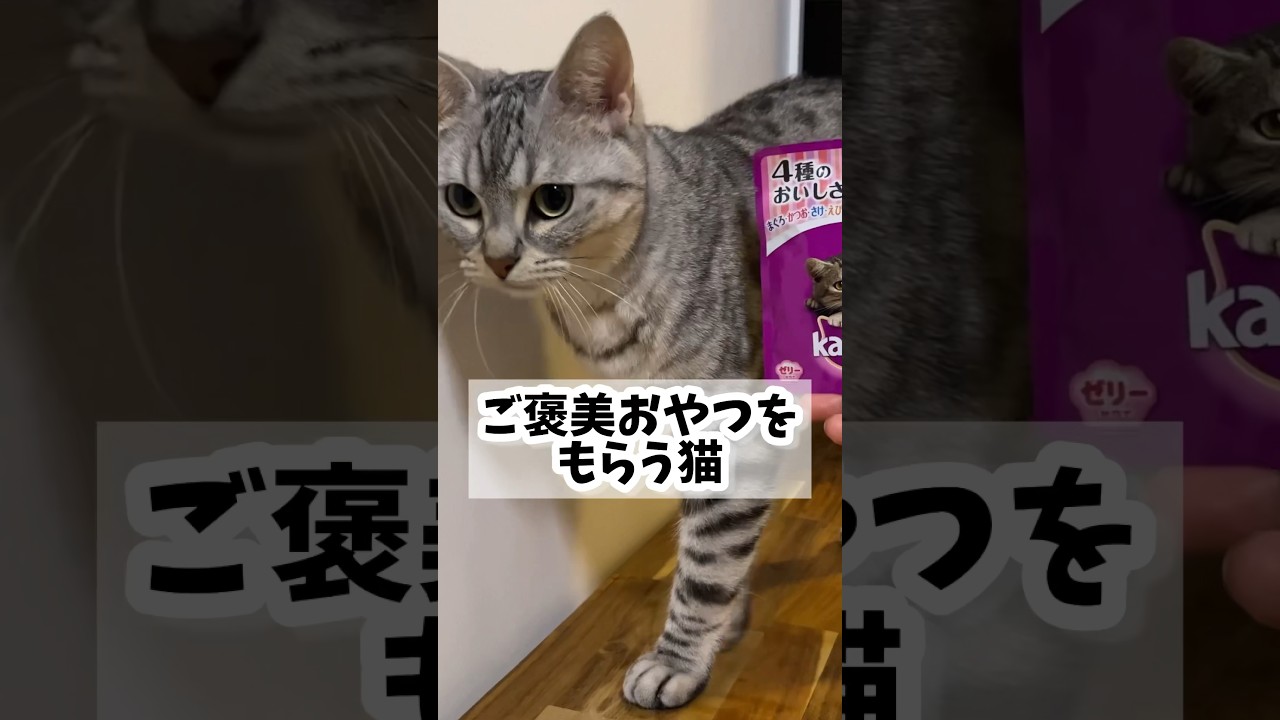 【猫動画】おやつ貰うために仕方なくやってる感を出す猫www #shorts