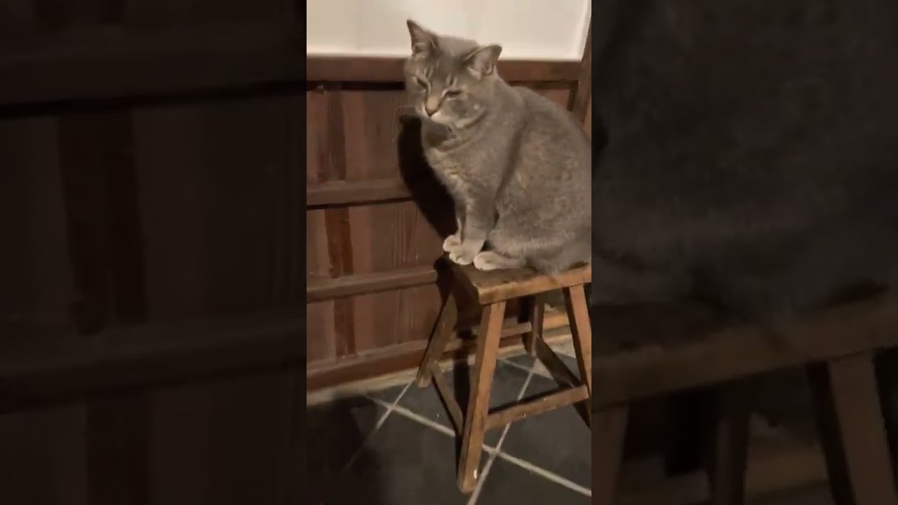 #風の猫　夜..　アーンと鳴いて、何か言いたげで..　何か言ってみて？..と、尋ねられ..　踏み台に乗ったけれど..　夜の散歩は無理と言われて悲しい猫…　#shorts