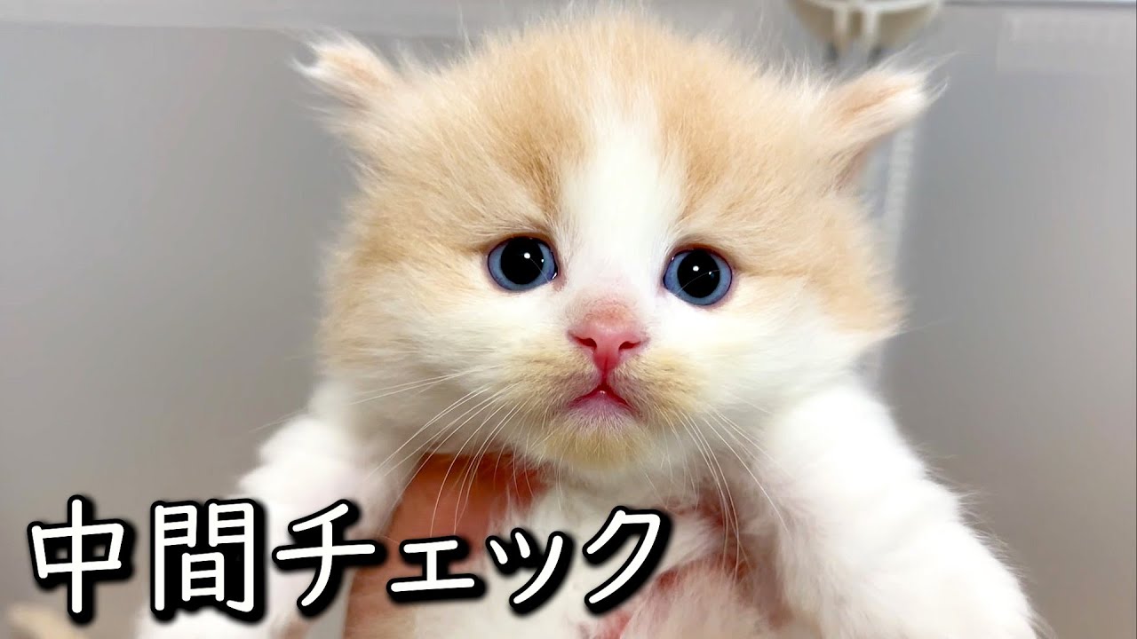 【マンチカンの子猫】育ってきた子猫達の中間チェックを行った件 ∼猫のいる生活Vol.782~ 出産動画 マンチカン短足・ミヌエット・ペルシャ猫専門ブリーダー『ペット蔵人』【子猫の成長記録】