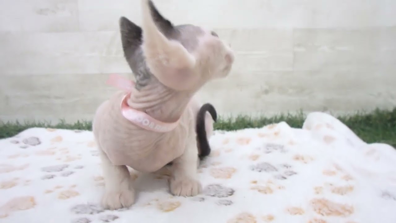 Coo&RIKU　No00638200 スフィンクス