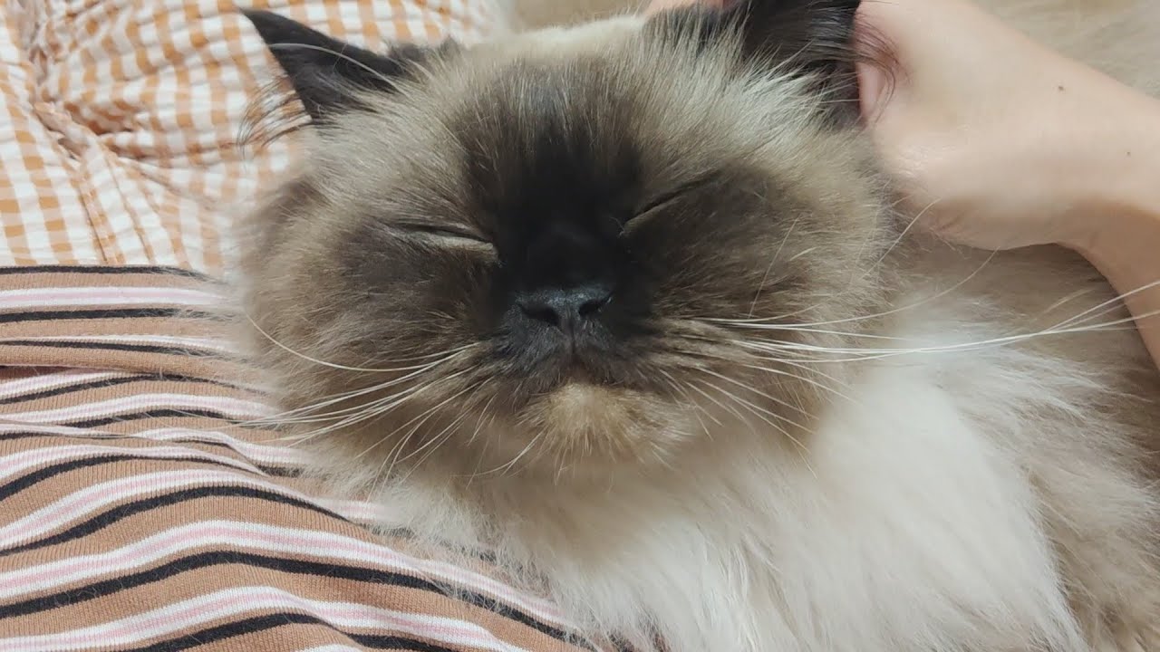 【ヒマラヤン】猫を撫でて癒やされる【甘えん坊】