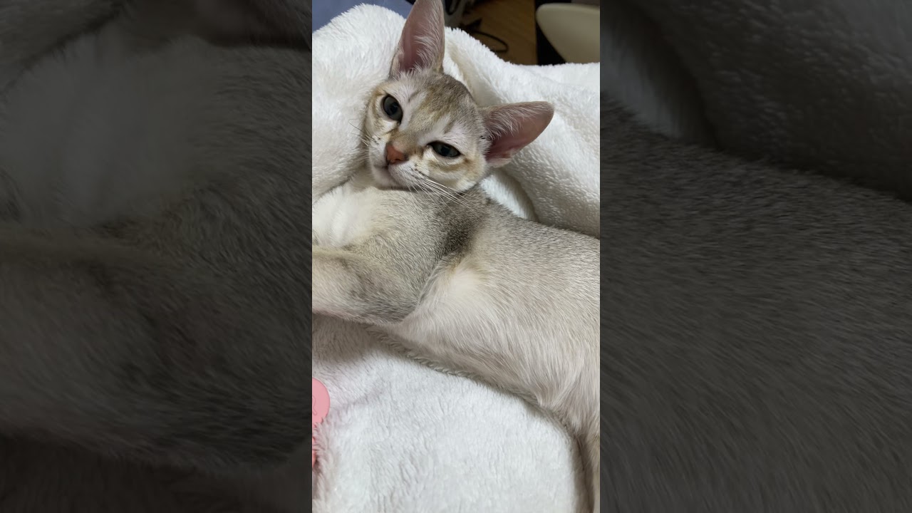 子猫の寝姿が可愛い😍 #シンガプーラ #short