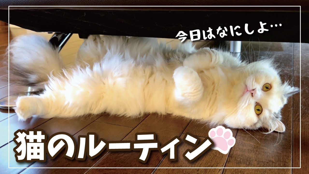 【新居】猫のまったりした一日のルーティンに癒されまくる件…