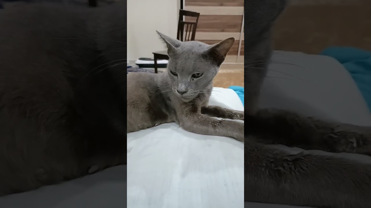 The Cat and Kitten