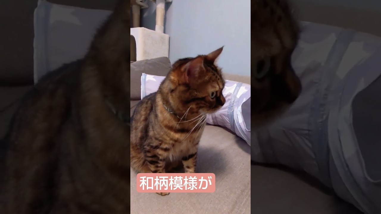 初めての猫用シュシュ①　#shorts