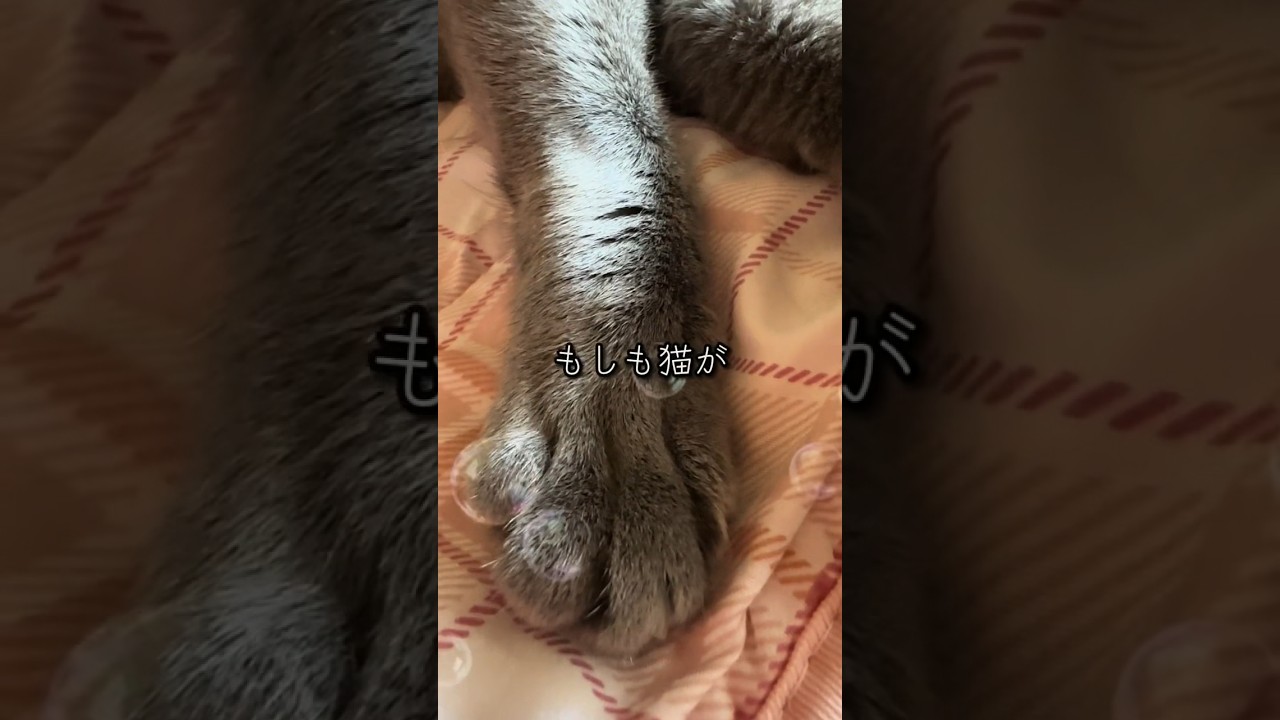 【ロシアンブルー】めろん、お話しできたら最初に言う言葉はもちろん...🤭【猫】#shorts