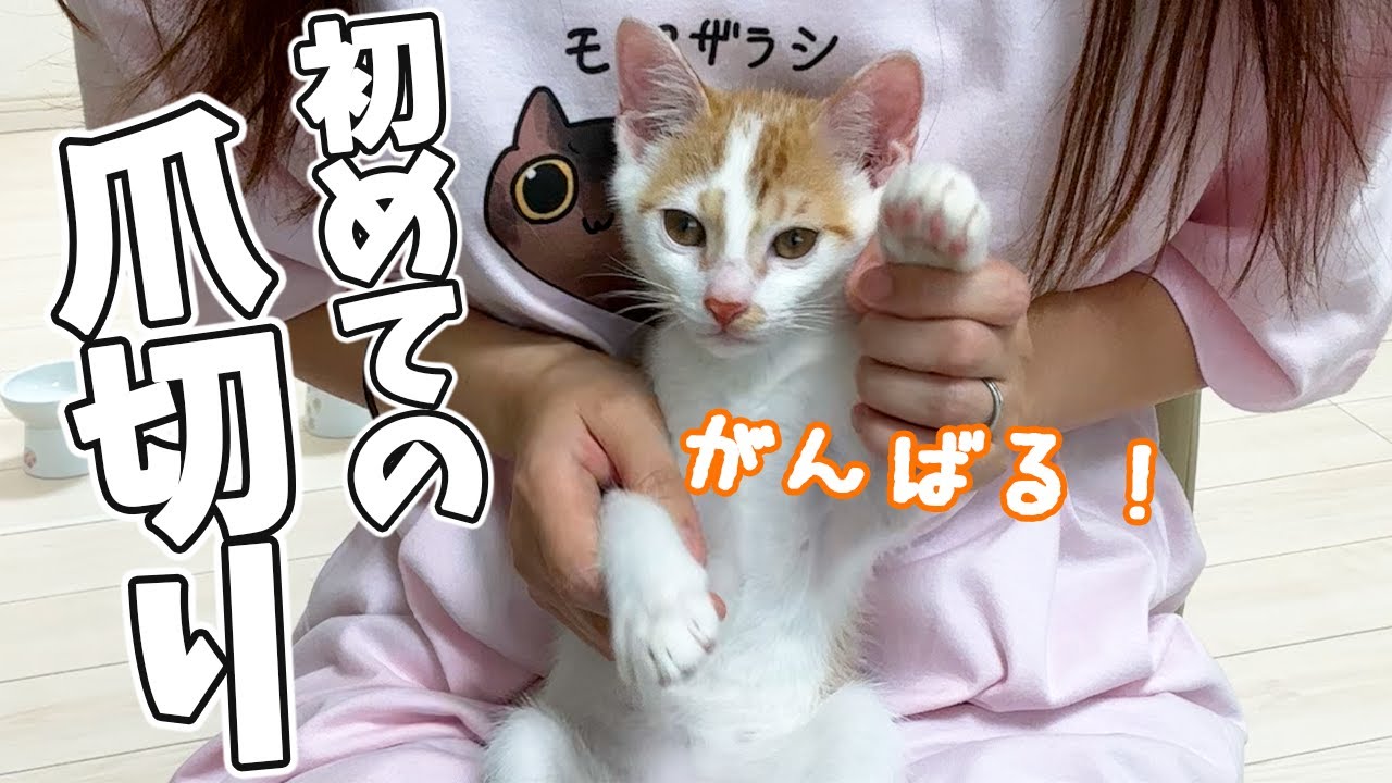慣れてきたので初めて子猫の爪切りをします！！