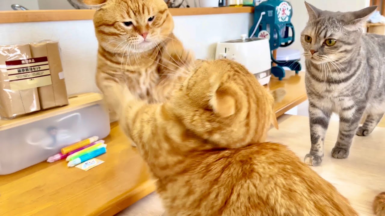 茶々パパとぽちゃくんの当たらない戦い！ #猫 #マンチカン