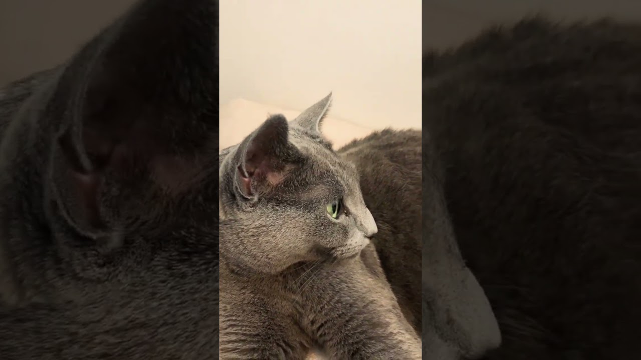 兄猫の長いしっぽが大好きな弟猫 #ソマリ #ロシアンブルー #しっぽ吸い