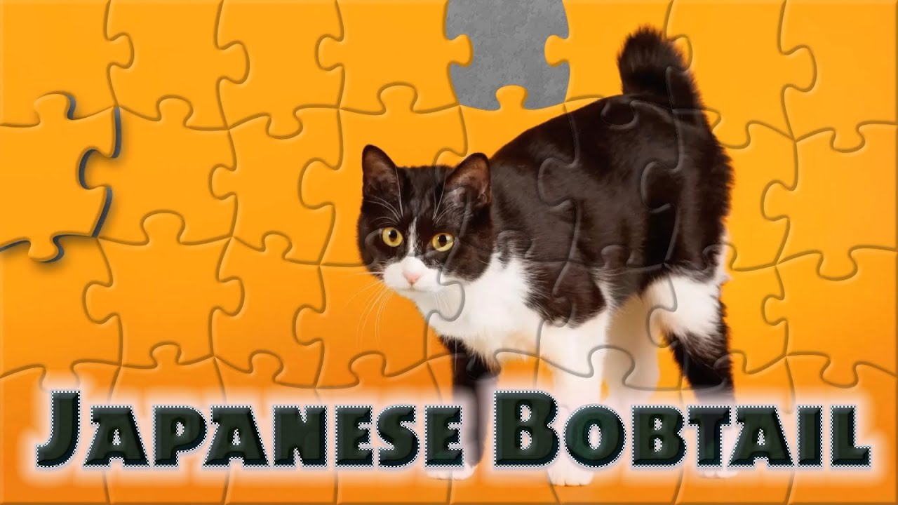 Japanese bobtail - ジャパニーズボブテイル - cats puzzle