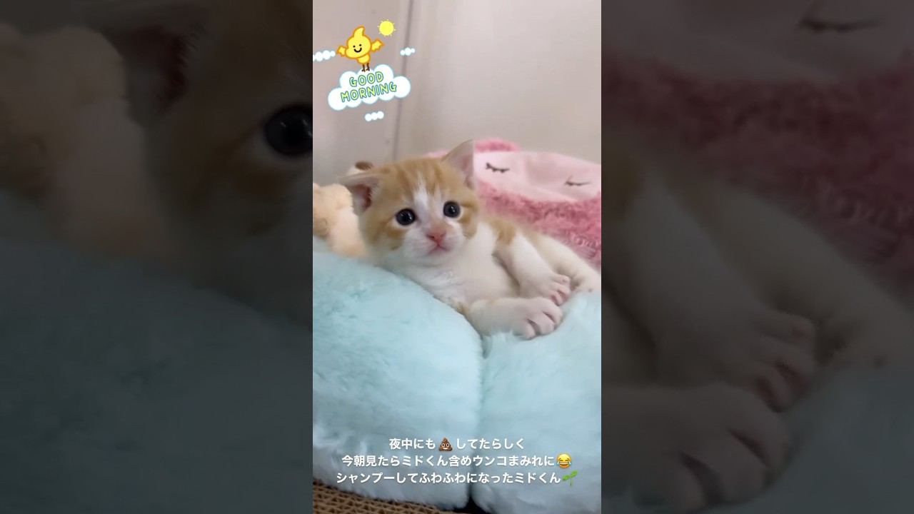 ふわふわになったミドくん🌱　#kitten #子猫 #保護猫 #赤ちゃん猫 #shorts