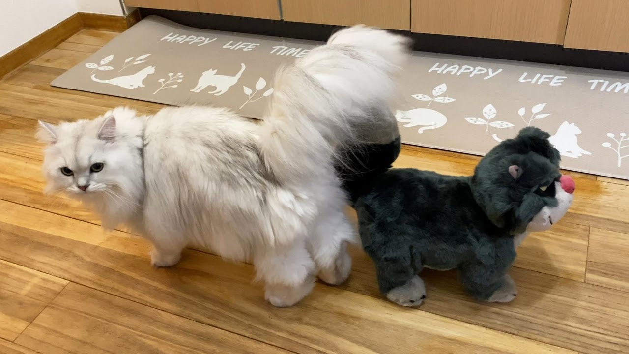 似てると噂の悪い猫と対面した結果...【ペルシャ猫 ルシファー】