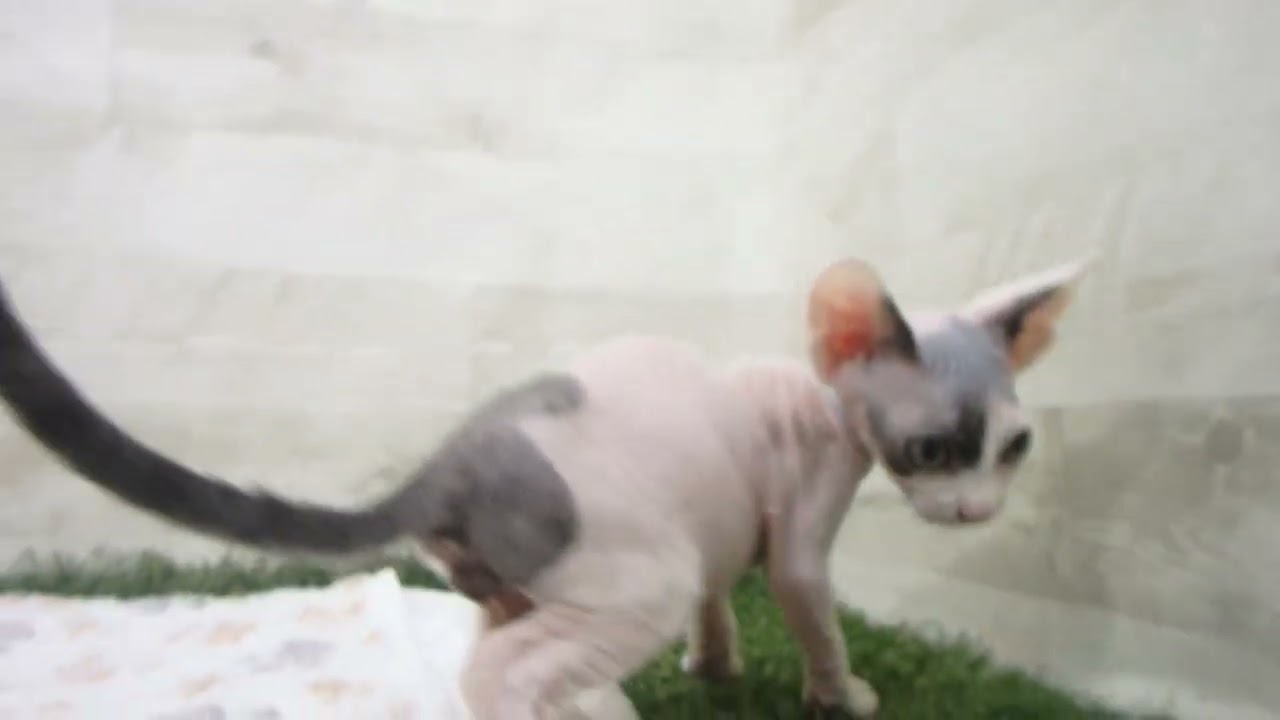 Coo&RIKU　No00638199 スフィンクス