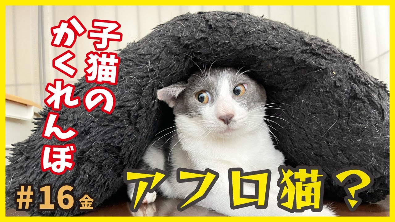 【保護猫】隠れんぼが得意な子猫…だいたい顔は見えてるけどね笑【バリびび子猫・金16】/ timid kitten grows cute