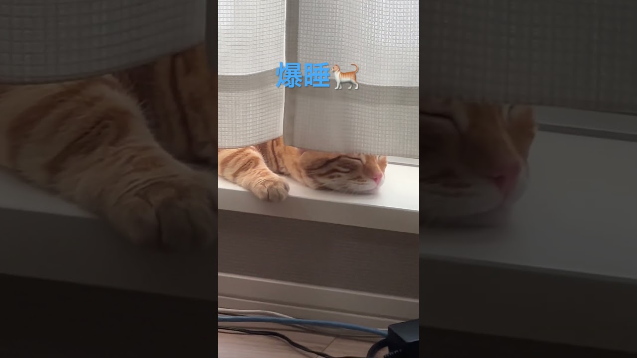 日向ぼっこしながら気持ちよさそうに寝るコモ🐈 #猫 #キンカロー #cat #catlover #catlovers #catvideo #고양이 #猫のいる暮らし #catvideos