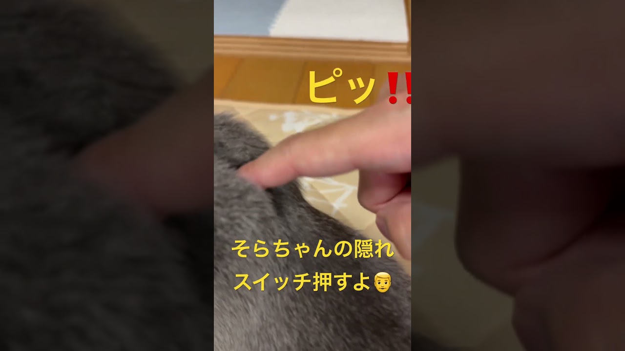 そらちゃんの隠れスイッチを押した結果（ロシアンブルー）#shorts