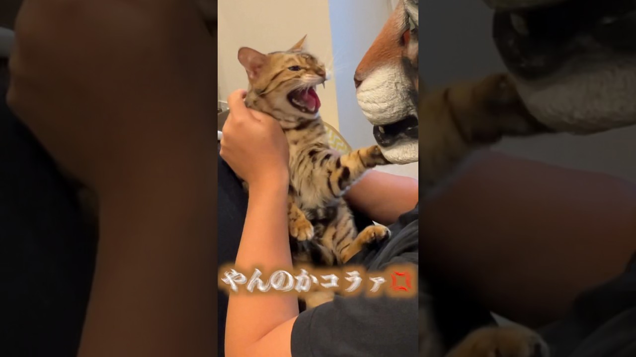 目を開けたらボスタイガードッキリ　 #ベンガル #ルトロゼ #猫