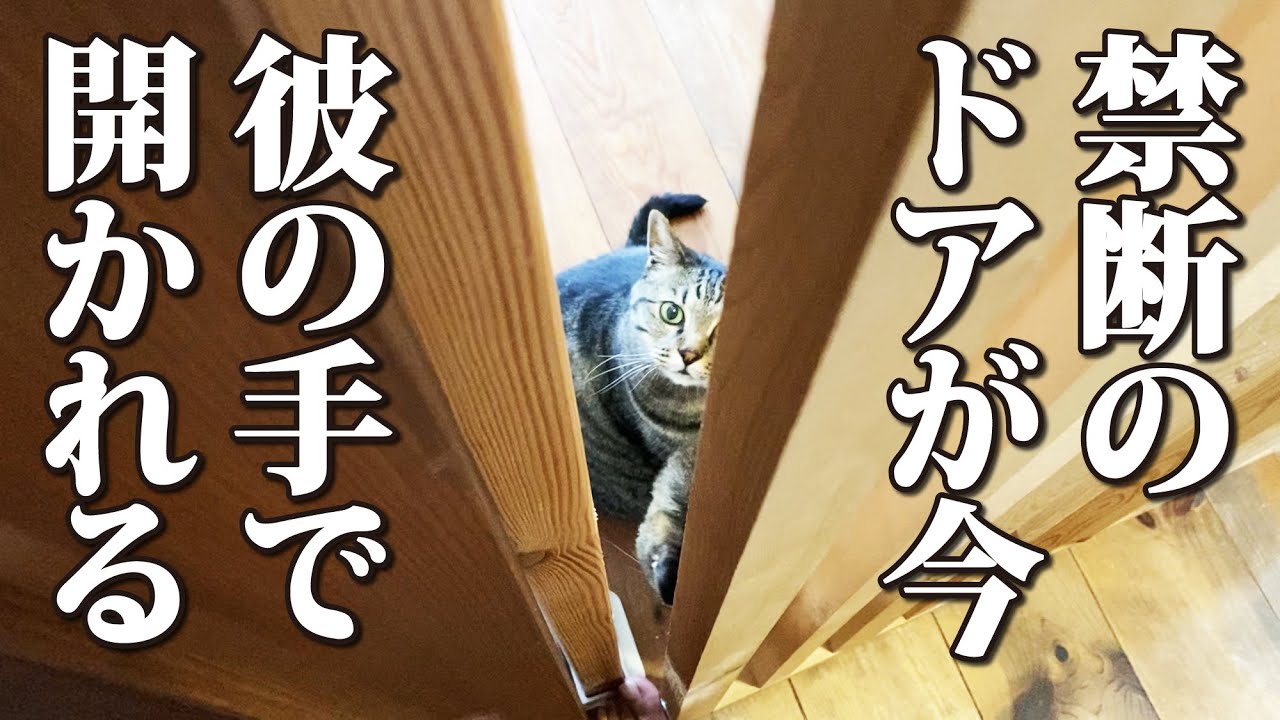 入ったらダメ、でも入りたい、猫と飼い主の巧みな駆け引き！