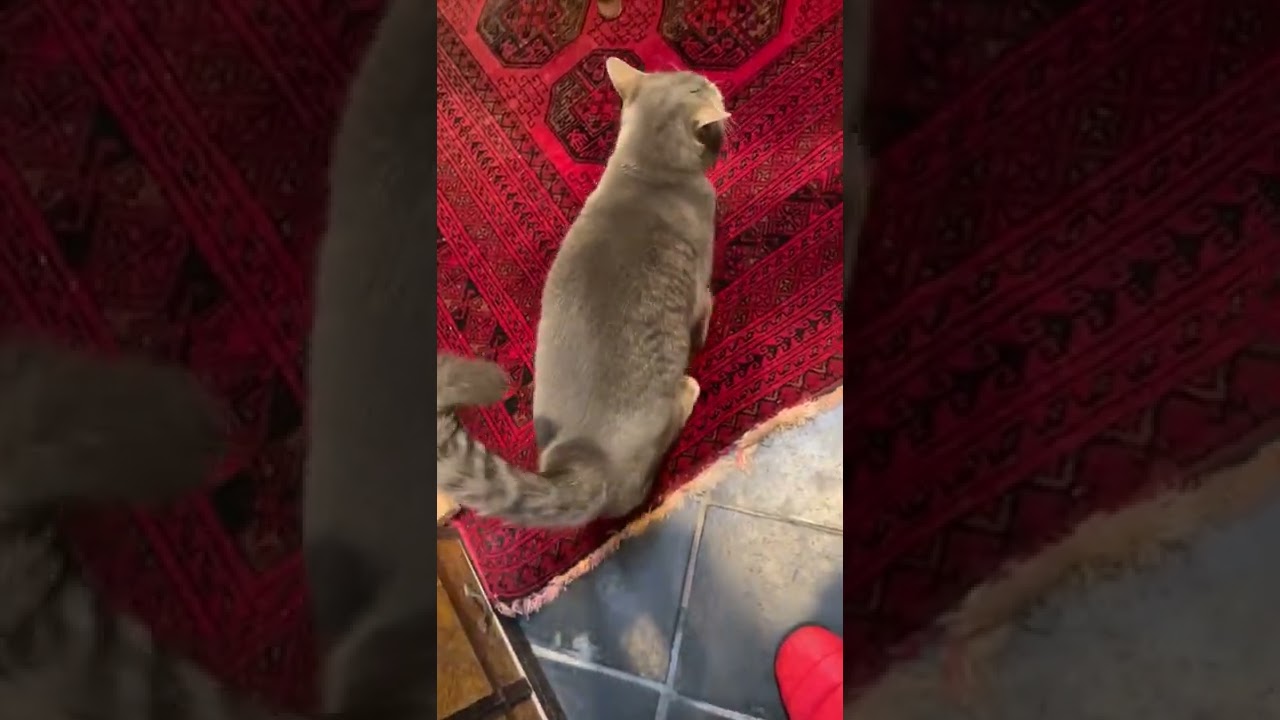 #風の猫　春の夕暮れ..　明日の朝まで外に出られないモヤモヤをおばあちゃんに訴える猫…　#shorts