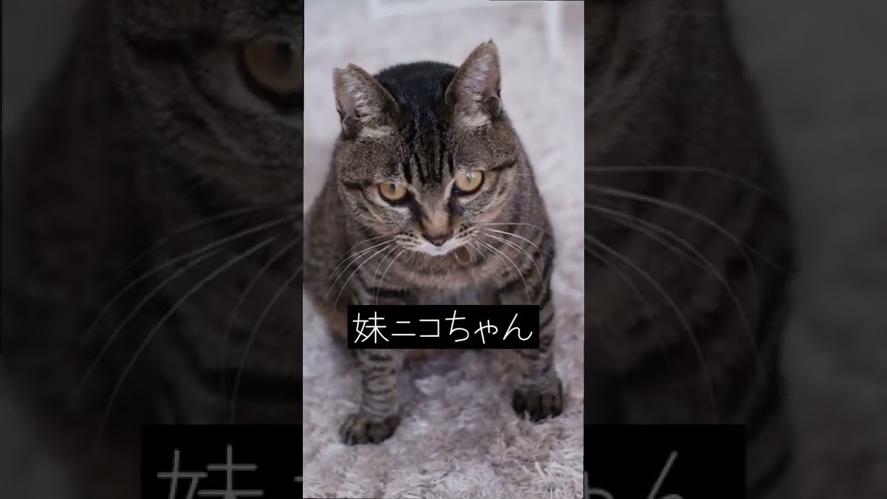 美しい兄とブサカワの妹　#shorts #保護猫 #猫のいる暮らし #猫動画 #猫好きさんと繋がりたい