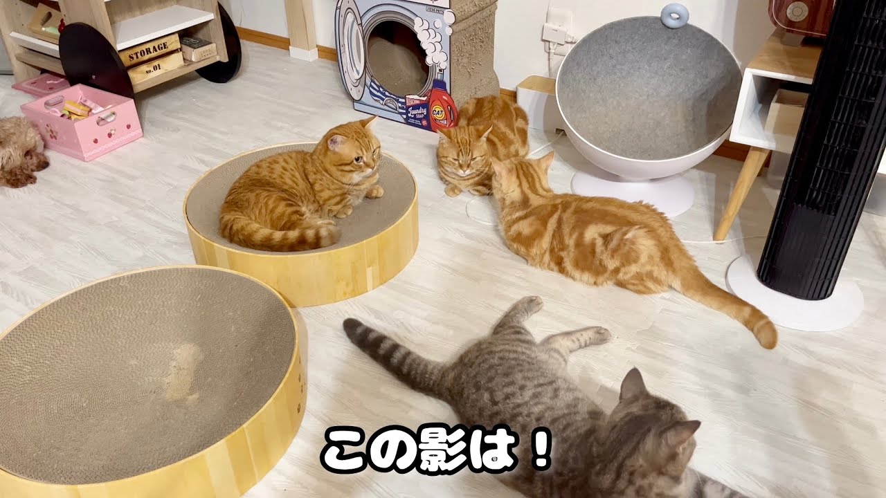 マンチカン井戸端会議に迫り来る影の正体は...！？