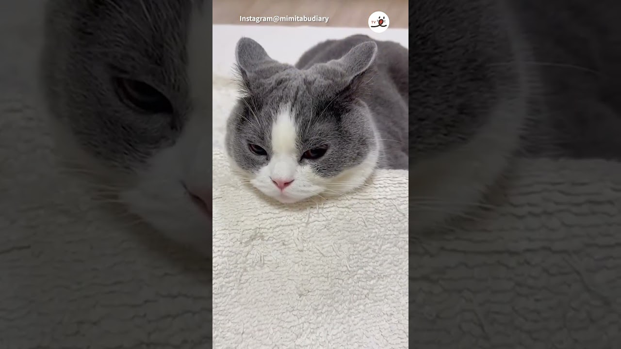 うさぎさん？にゃんこさん？｜PECO  #ブリティッシュショートヘア #britishshorthair  #猫 #猫動画  #cat #catlover #catvideos