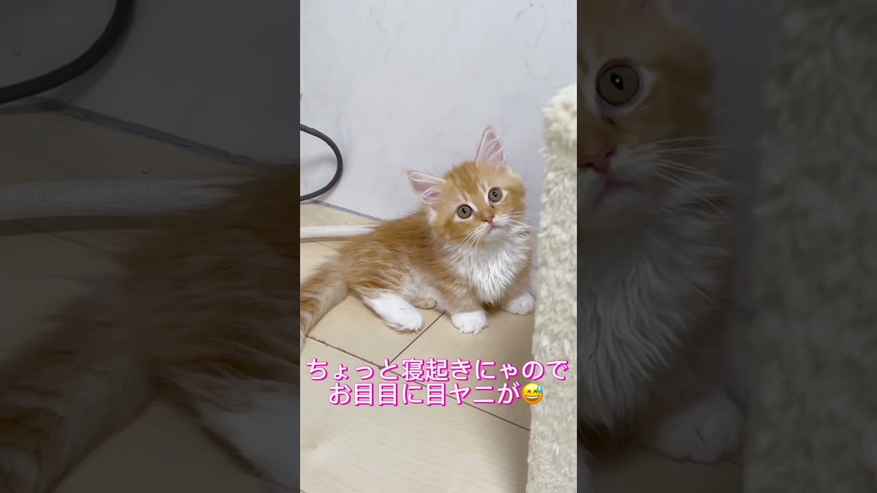 かわいい短足ミヌエットちゃん🩷 【お問合せ詳細は説明欄に記載あります】 #スクーカム #ブリーダー直販 #マンチカン #ミヌエット #ラパーマ #子猫 #子猫販売 #猫 #猫のいる暮らし #猫動画